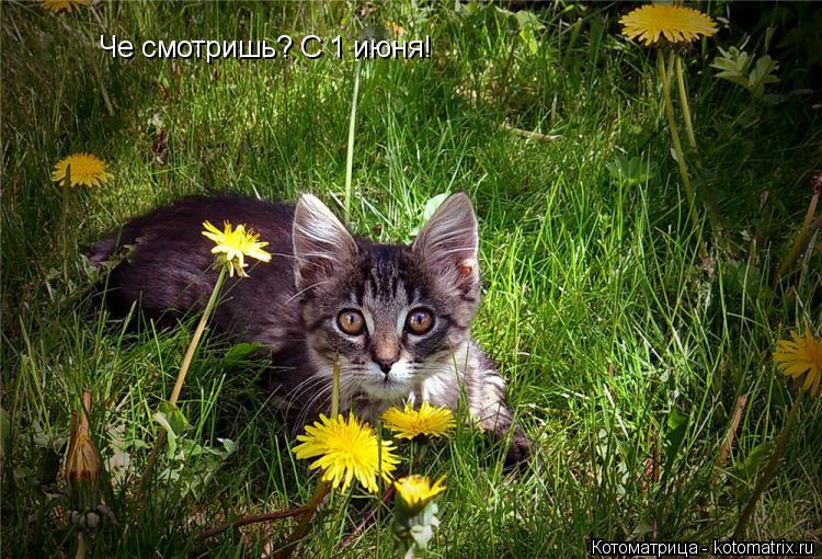 Котоматрица: Че смотришь? С 1 июня!