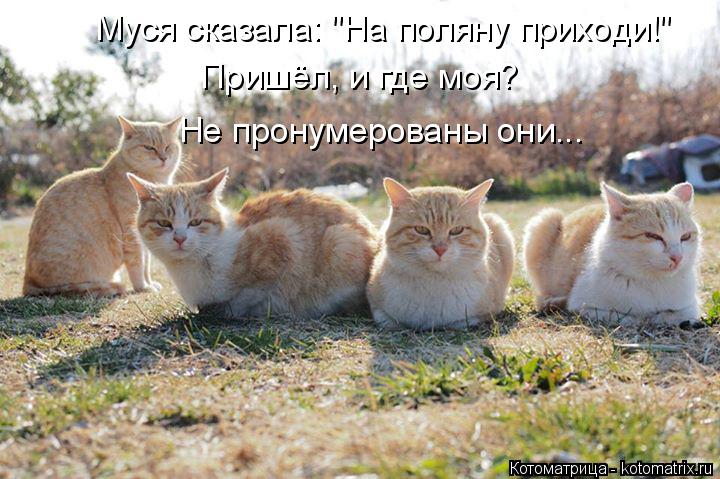 Муся сказала: "На поляну приходи!" Пришёл, и где моя? Не пронумерованы они...... Котоматрица: Муся сказала: "На поляну приходи!" Пришёл, и где моя? Не пронумерованы они...
