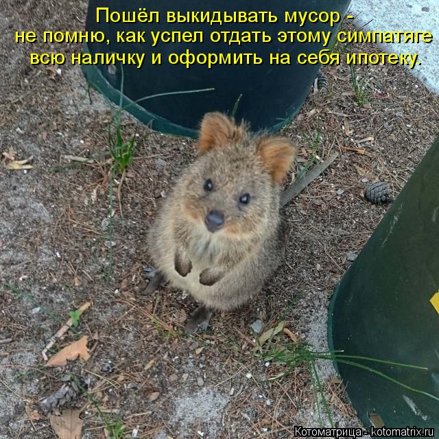 Котоматрица: Пошёл выкидывать мусор -   не помню, как успел отдать этому симпатяге всю наличку и оформить на себя ипотеку.