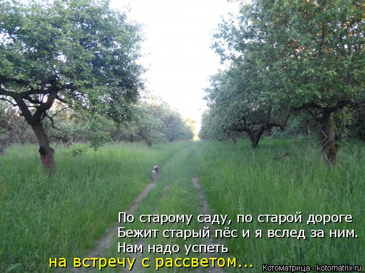 Котоматрица: По старому саду, по старой дороге Бежит старый пёс и я вслед за ним. Нам надо успеть на встречу с рассветом...