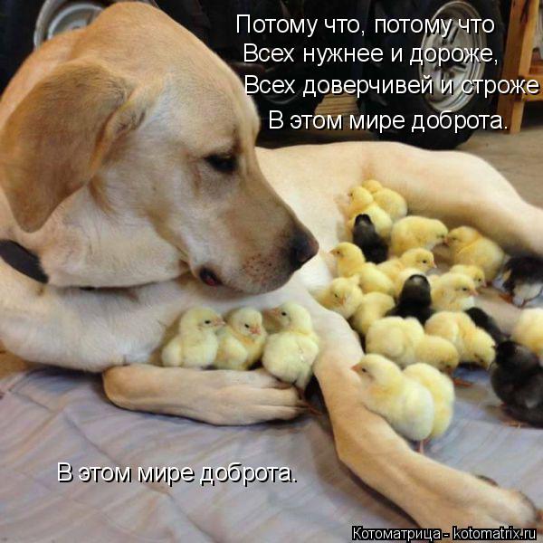 Котоматрица: Потому что, потому что   Всех нужнее и дороже,   Всех доверчивей и строже В этом мире доброта.  В этом мире доброта.