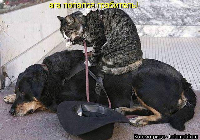 Котоматрица: ага попался грабитель!