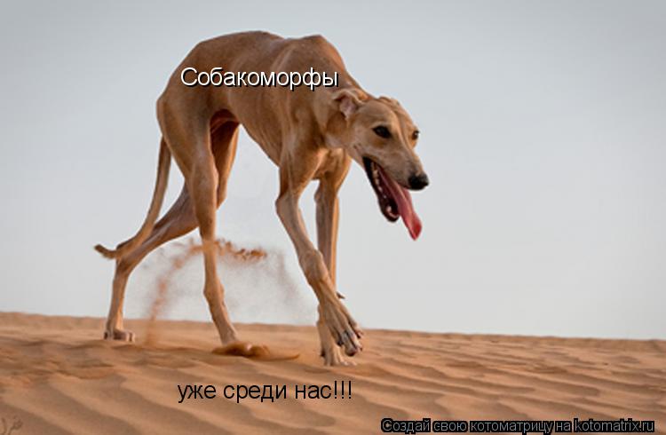 Собакоморфы уже среди нас!!!... Котоматрица: Собакоморфы уже среди нас!!!
