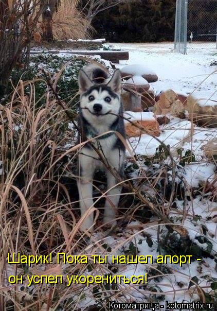 Котоматрица: Шарик! Пока ты нашел апорт - он успел укорениться!
