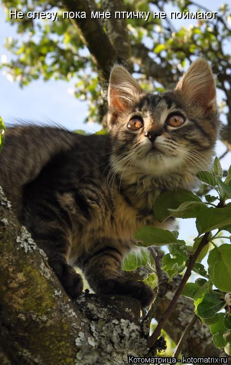 Не слезу, пока мне птичку не поймают... Котоматрица: Не слезу, пока мне птичку не поймают