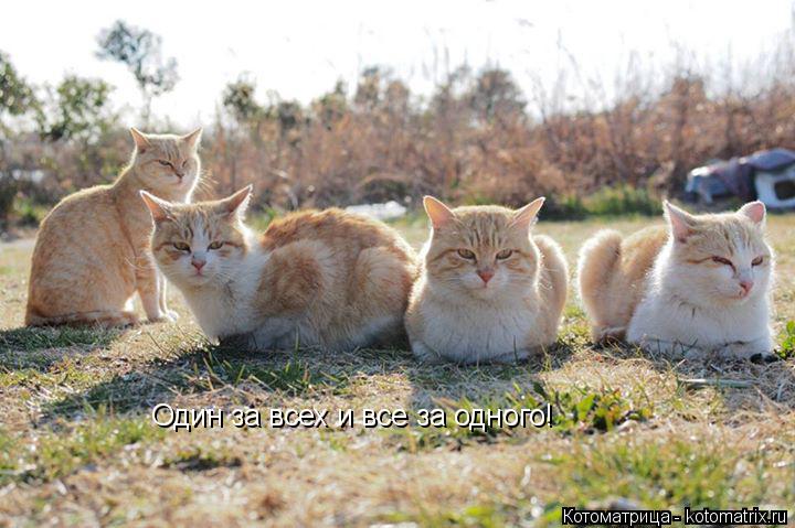 Котоматрица: Один за всех и все за одного!