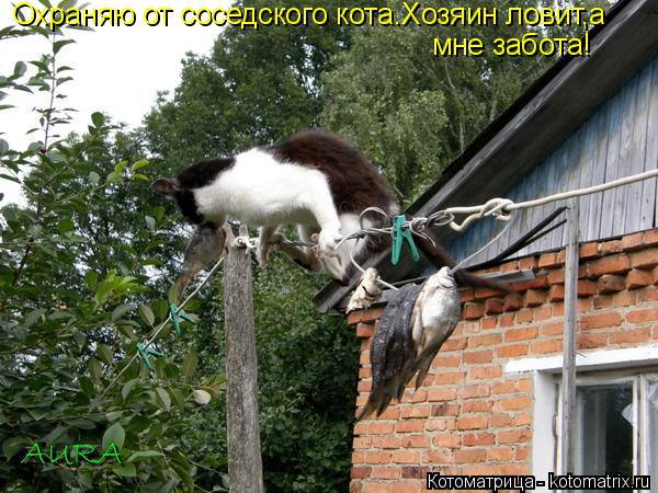Котоматрица: Охраняю от соседского кота.Хозяин ловит,а мне забота!