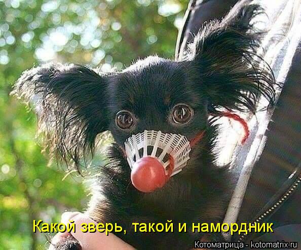 Какой зверь, такой и намордник... Котоматрица: Какой зверь, такой и намордник