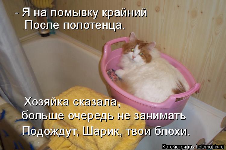 Котоматрица: - Я на помывку крайний  После полотенца. Хозяйка сказала,  больше очередь не занимать Подождут, Шарик, твои блохи.