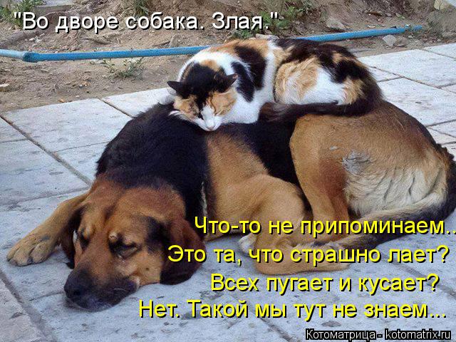 "Во дворе собака. Злая." Нет. Такой мы тут не знаем... Всех пугает и кусает? Это та, что страшно лает... Котоматрица: "Во дворе собака. Злая." Нет. Такой мы тут не знаем... Всех пугает и кусает? Это та, что страшно лает? Что-то не припоминаем...
