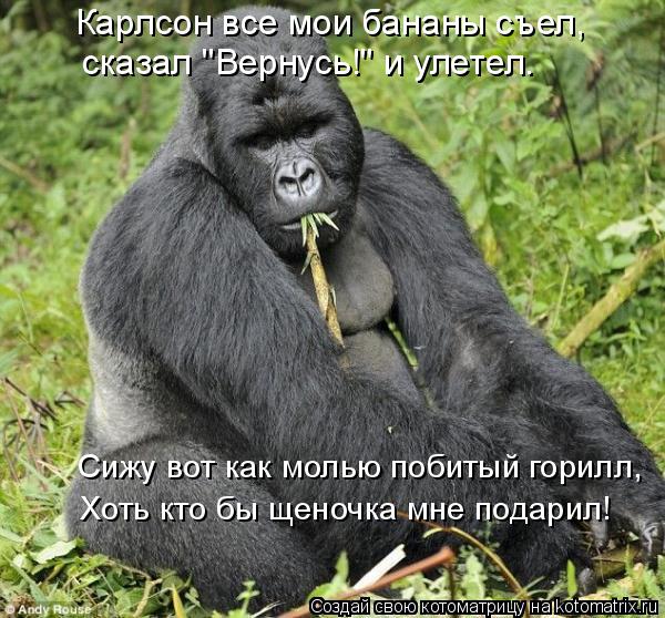 Котоматрица: Карлсон все мои бананы съел,  сказал "Вернусь!" и улетел. Сижу вот как молью побитый горилл, Хоть кто бы щеночка мне подарил!