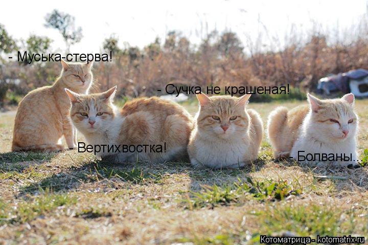 Котоматрица: - Муська-стерва! - Вертихвостка! - Сучка не крашеная! - Болваны...