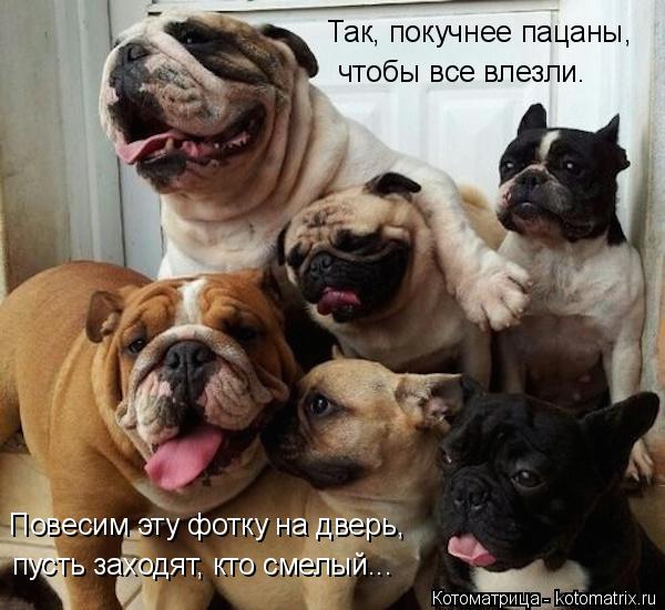 Так, покучнее пацаны, чтобы все влезли. Повесим эту фотку на дверь, пусть заходят, кто смелый...... Котоматрица: Так, покучнее пацаны, чтобы все влезли. Повесим эту фотку на дверь, пусть заходят, кто смелый...