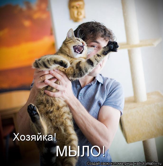 Хозяйка! МЫЛО!... Котоматрица: Хозяйка! МЫЛО!