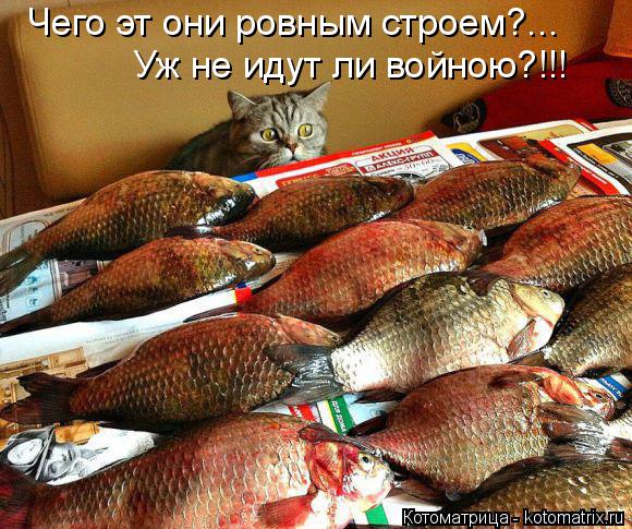 Котоматрица: Чего эт они ровным строем?... Уж не идут ли войною?!!!