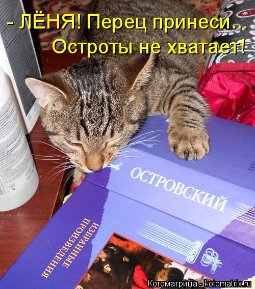 Котоматрица: - ЛЁНЯ! Перец принеси... Остроты не хватает!