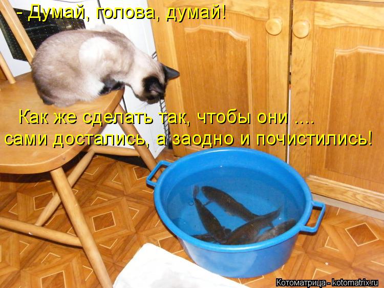 - Думай, голова, думай! Как же сделать так, чтобы они .... сами достались, а заодно и почистились!... Котоматрица: - Думай, голова, думай! Как же сделать так, чтобы они .... сами достались, а заодно и почистились!