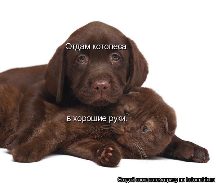 Отдам котопёса в хорошие руки.... Котоматрица: Отдам котопёса в хорошие руки.