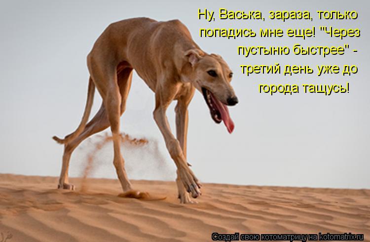 Котоматрица: Ну, Васька, зараза, только попадись мне еще! "Через пустыню быстрее" -  третий день уже до  города тащусь!