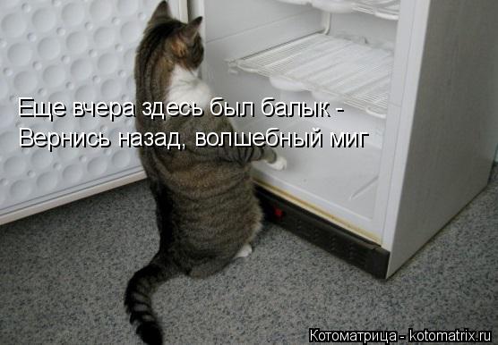 Котоматрица: Еще вчера здесь был балык - Вернись назад, волшебный миг