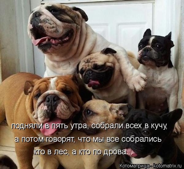 Котоматрица: подняли в пять утра, собрали всех в кучу, а потом говорят, что мы все собрались кто в лес, а кто по дрова...