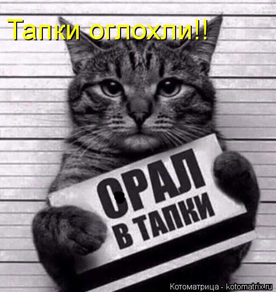 Котоматрица: Тапки оглохли!!
