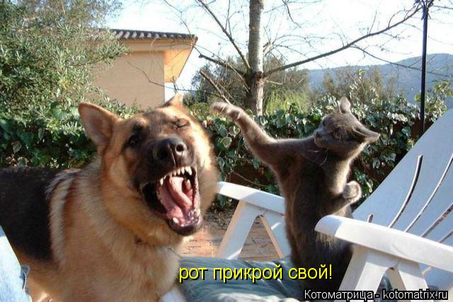 Котоматрица: рот прикрой свой!