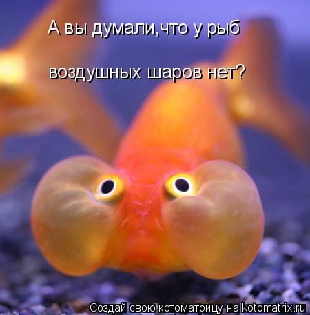 А вы думали,что у рыб воздушных шаров нет?... Котоматрица: А вы думали,что у рыб воздушных шаров нет?