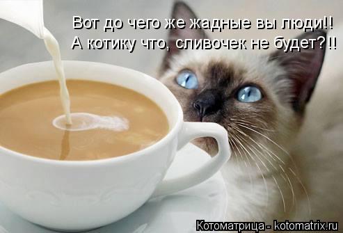 Котоматрица: Вот до чего же жадные вы люди!! А котику что, сливочек не будет?!!