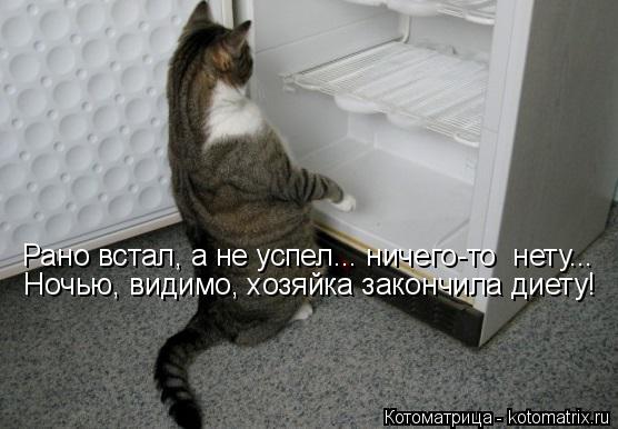 Рано встал, а не успел... ничего-то нету... Ночью, видимо, хозяйка закончила диету!... Котоматрица: Рано встал, а не успел... ничего-то нету... Ночью, видимо, хозяйка закончила диету!