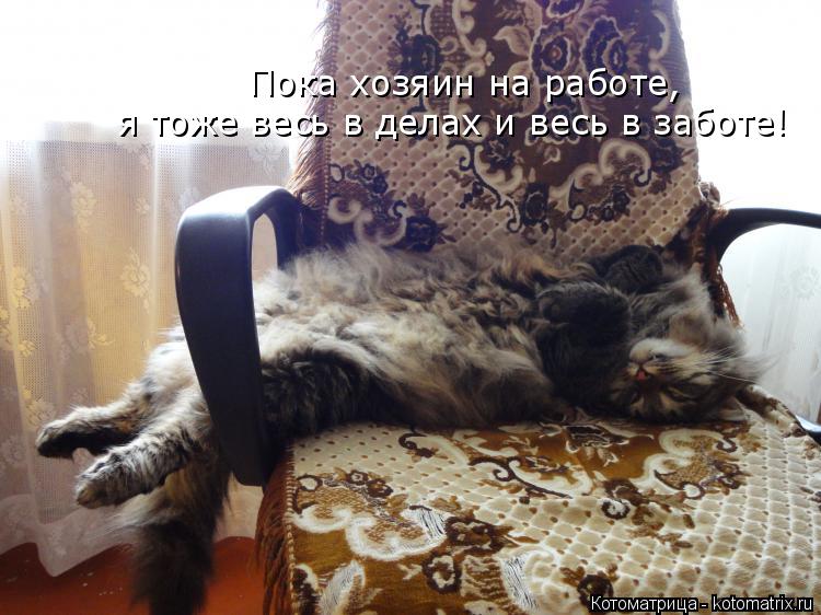 Котоматрица: Пока хозяин на работе, я тоже весь в делах и весь в заботе!