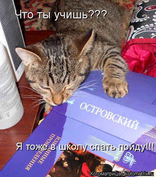 Котоматрица: Что ты учишь??? Я тоже в школу спать пойду!!!