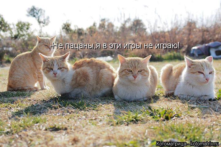 Котоматрица: -Не,пацаны,я в эти игры не играю!