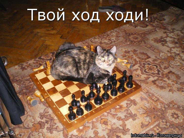 Твой ход ходи!... Котоматрица: Твой ход ходи!