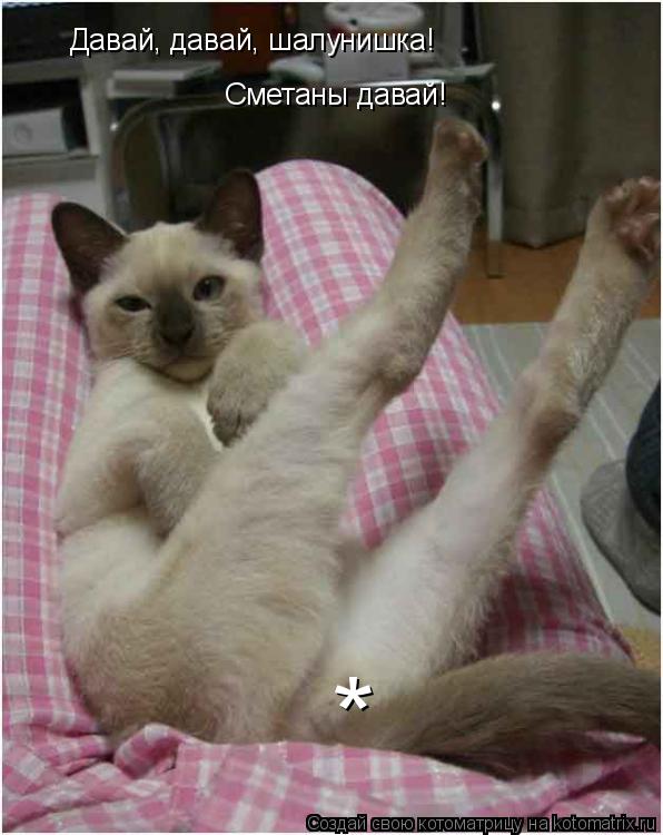 Давай, давай, шалунишка! Сметаны давай! *... Котоматрица: Давай, давай, шалунишка! Сметаны давай! *