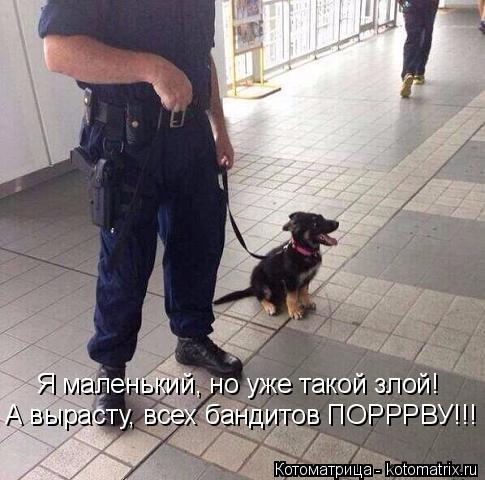 Я маленький, но уже такой злой! А вырасту, всех бандитов ПОРРРВУ!!!... Котоматрица: Я маленький, но уже такой злой! А вырасту, всех бандитов ПОРРРВУ!!!