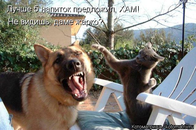 Лучше б напиток предложил, ХАМ! Не видишь, даме жарко?... Котоматрица: Лучше б напиток предложил, ХАМ! Не видишь, даме жарко?