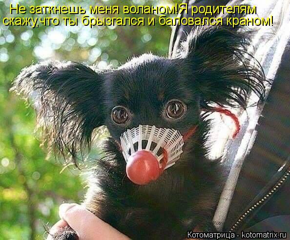 Не заткнешь меня воланом!Я родителям скажу,что ты брызгался и баловался краном!... Котоматрица: Не заткнешь меня воланом!Я родителям скажу,что ты брызгался и баловался краном!