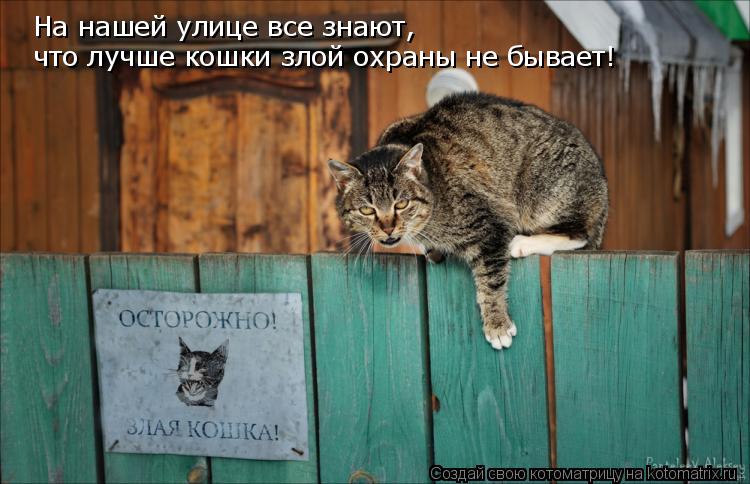 На нашей улице все знают, что лучше кошки злой охраны не бывает!... Котоматрица: На нашей улице все знают, что лучше кошки злой охраны не бывает!