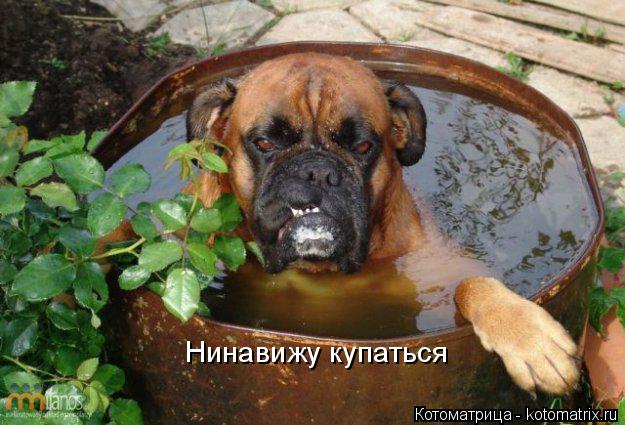 Нинавижу купаться... Котоматрица: Нинавижу купаться
