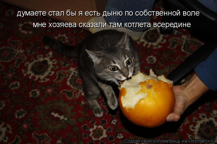 думаете стал бы я есть дыню по собственной воле мне хозяева сказали там котлета всередине... Котоматрица: думаете стал бы я есть дыню по собственной воле мне хозяева сказали там котлета всередине