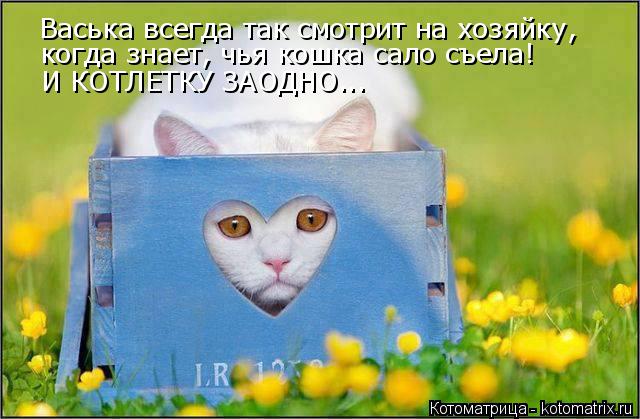 Васька всегда так смотрит на хозяйку, когда знает, чья кошка сало съела! И КОТЛЕТКУ ЗАОДНО...... Котоматрица: Васька всегда так смотрит на хозяйку, когда знает, чья кошка сало съела! И КОТЛЕТКУ ЗАОДНО...