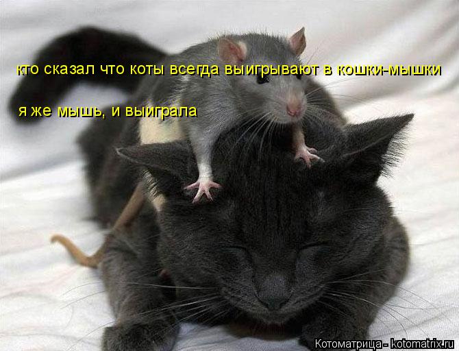 кто сказал что коты всегда выигрывают в кошки-мышки я же мышь, и выиграла... Котоматрица: кто сказал что коты всегда выигрывают в кошки-мышки я же мышь, и выиграла