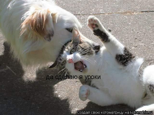 да сделаю я уроки... Котоматрица: да сделаю я уроки