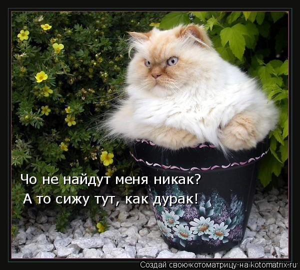 А то сижу тут, как дурак! Чо не найдут меня никак?... Котоматрица: А то сижу тут, как дурак! Чо не найдут меня никак?