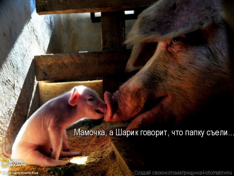 Мамочка, а Шарик говорит, что папку съели....... Котоматрица: Мамочка, а Шарик говорит, что папку съели....