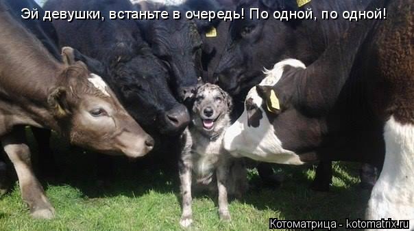 Эй девушки, встаньте в очередь! По одной, по одной!... Котоматрица: Эй девушки, встаньте в очередь! По одной, по одной!