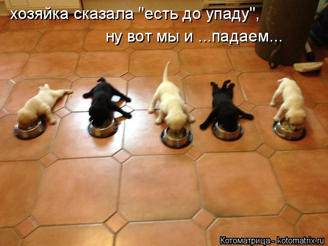 хозяйка сказала "есть до упаду", ну вот мы и ...падаем...... Котоматрица: хозяйка сказала "есть до упаду", ну вот мы и ...падаем...