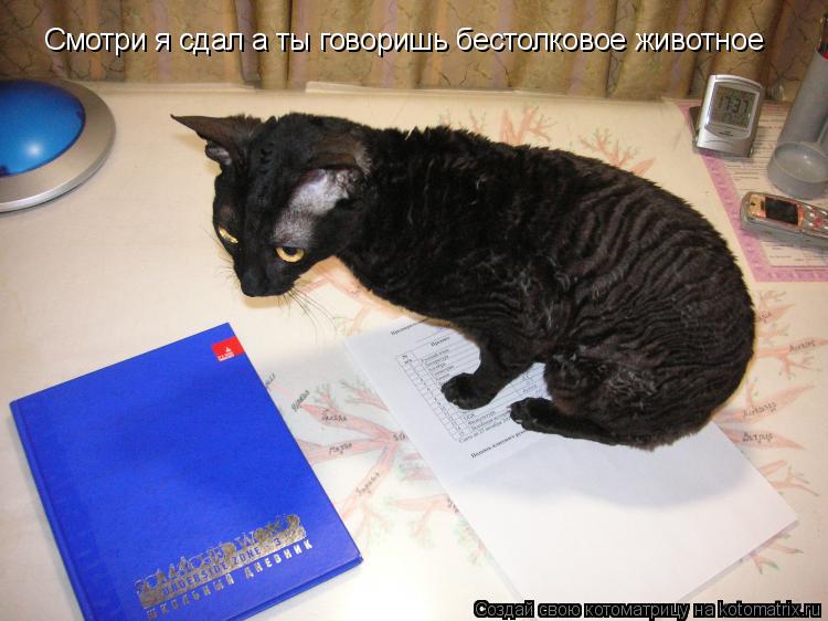 Смотри я сдал а ты говоришь бестолковое животное... Котоматрица: Смотри я сдал а ты говоришь бестолковое животное