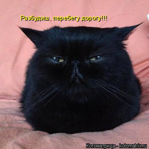 Разбудиш, перебегу дорогу!!!... Котоматрица: Разбудиш, перебегу дорогу!!!